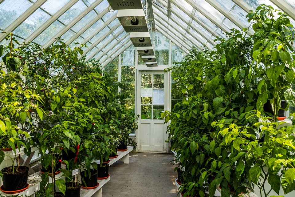 What To Grow In A Greenhouse Best Veggies To Grow Year Round