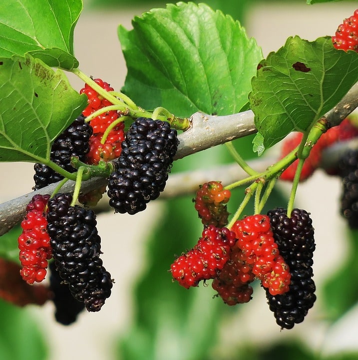 Top 10 Best Wild Berries for Foragers - Backdoor Survival